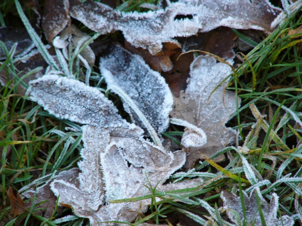 Frost on Hampstead Heath