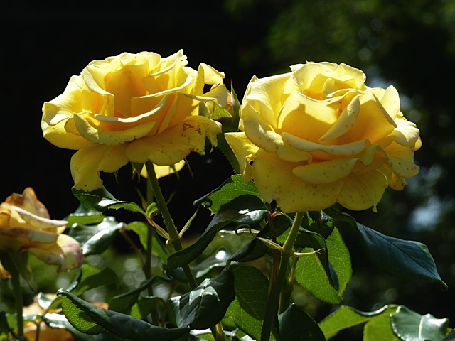 Rose from the Chartwell Golden Rose Walk: A witness to beauty and Churchill’s golden wedding anniversary