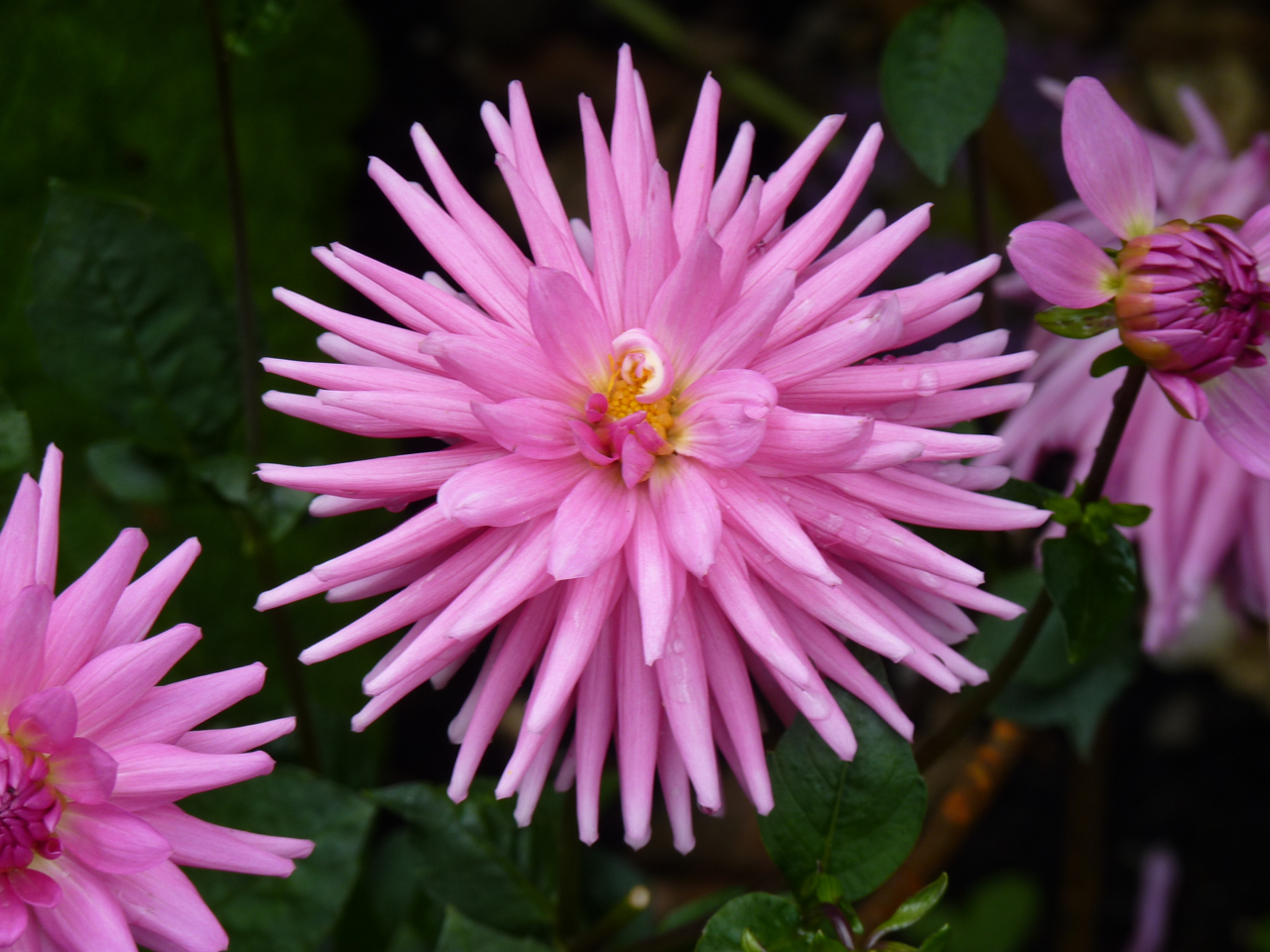 Dahlia "Park Princess" at Chenies Manor Gardens, Buckinghamshire