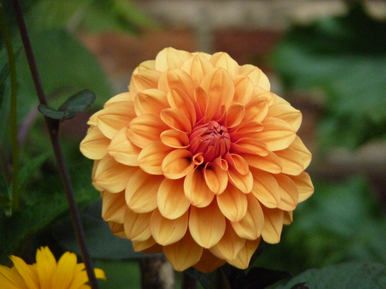 Dahlia at Chenies Manor Gardens, Buckinghamshire