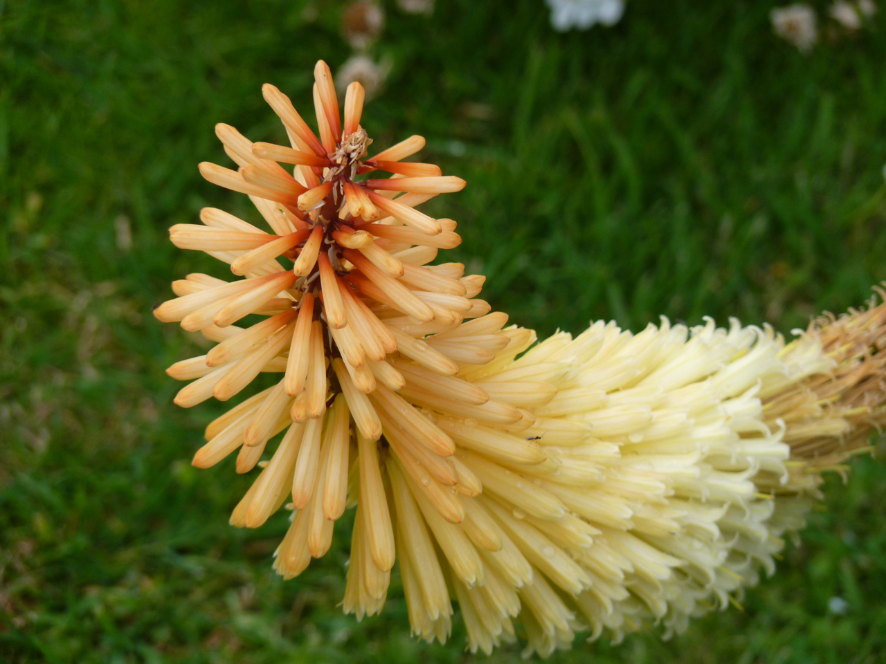 Kniphofia at Chenies Manor Gardens, Buckinghamshire