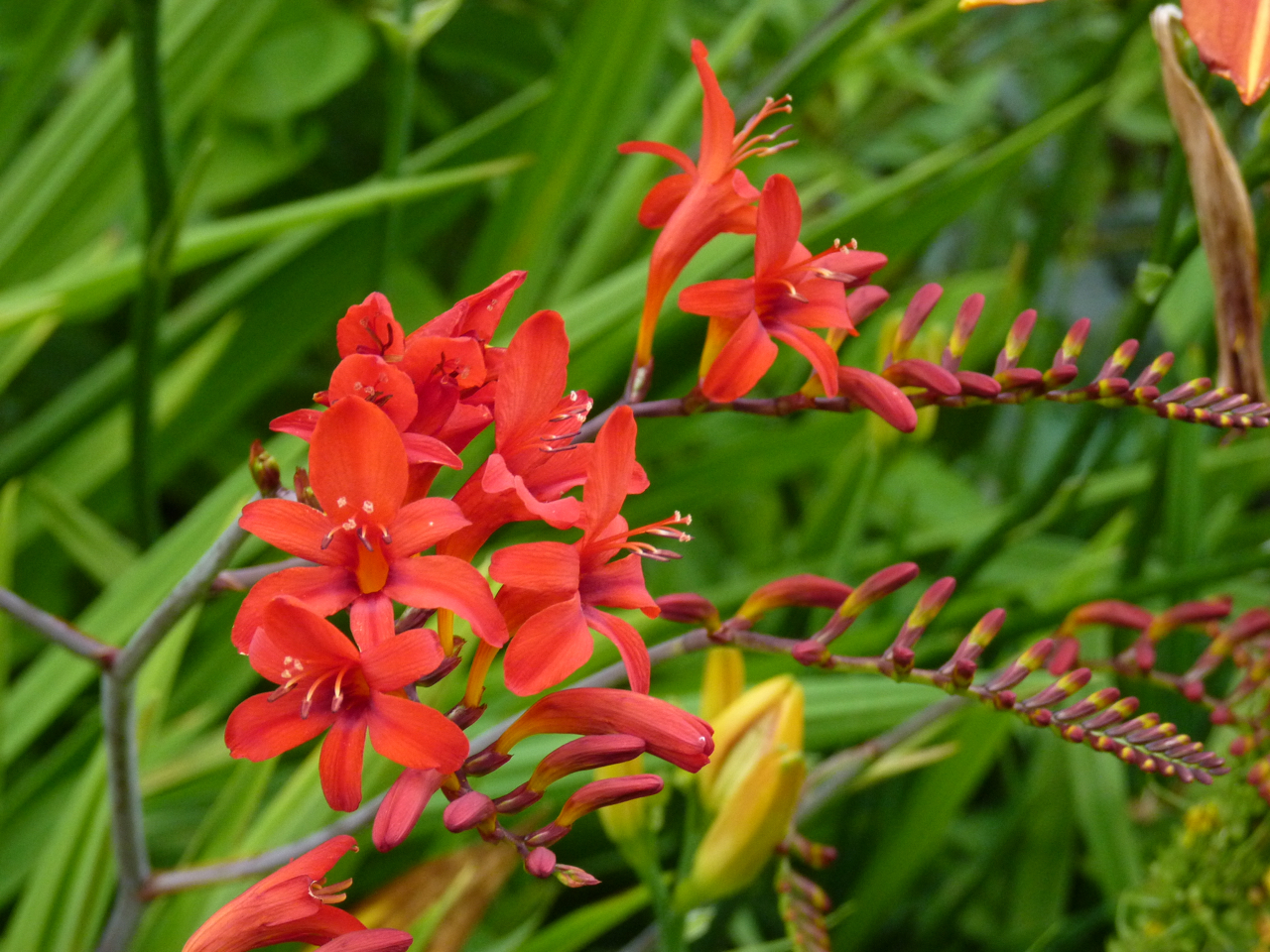 Montbretia at Chenies Manor Gardens, Buckinghamshire