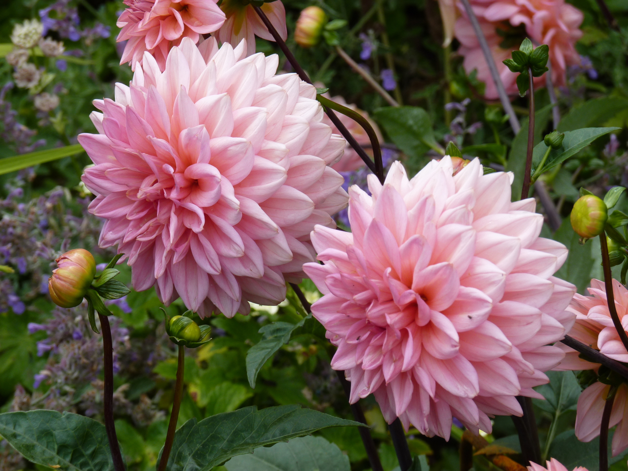 Dahlias at Chenies Manor Gardens, Buckinghamshire